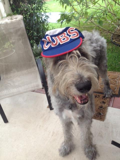 CubsLover4Ever's tweet photo. @JArrieta34 gr8 idea http://t.co/lHYEV10jaU