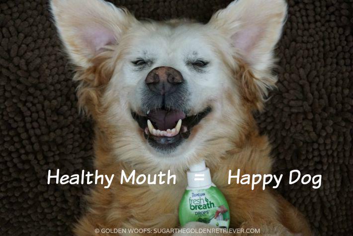 GoldenWoofs's tweet photo. Healthy Mouth = #HappyDog @tropiclean #TropiCleanFresh Breath Drops http://t.co/5vylXikwTv last day #giveaway #ad http://t.co/0wOFQWktkT