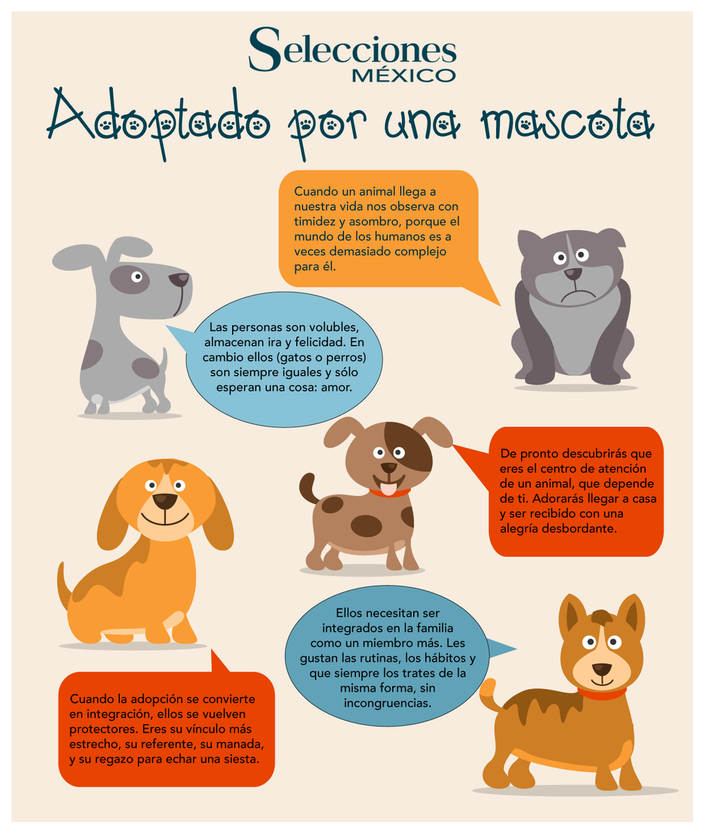 selecciones_mx's tweet photo. El universo complotó para que tú adoptarás, específicamente a tu #mascota #perros #animales http://t.co/r3x8vat5NL