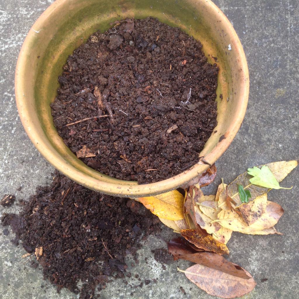 Who would think letting a gathering of leaves alone for a year is so rewarding?! Start collecting! #compost #free