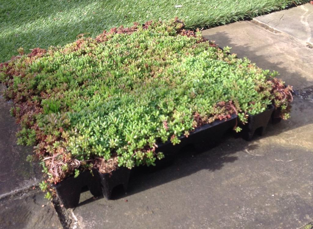 sedummodules's tweet image. Healthy English sedum in interlocking modules