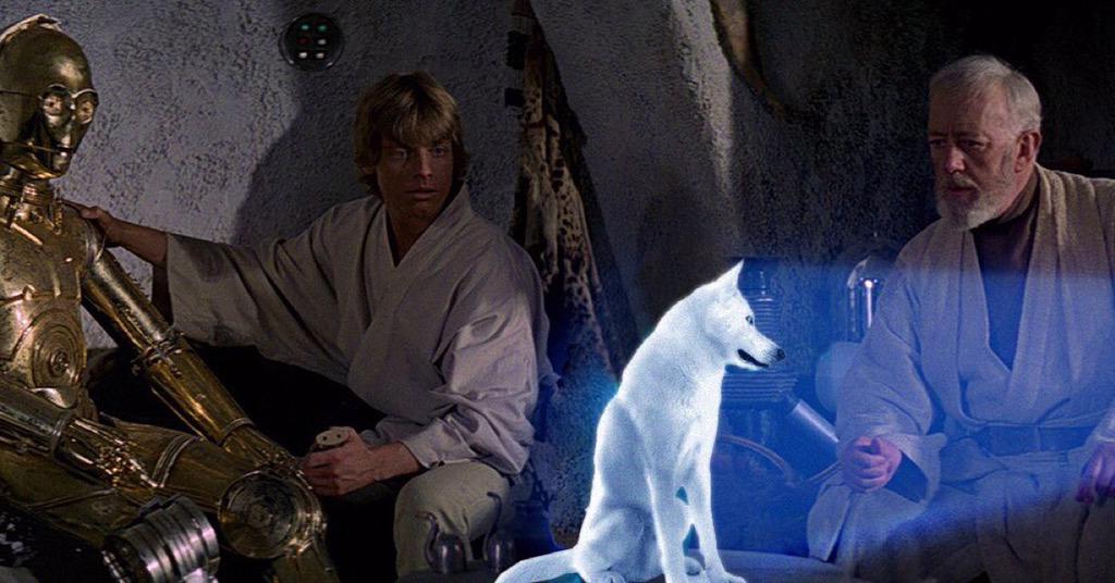 "Ezio's Midichlorian count is like none I've ever seen" ~ Qui Gon Jin 
#mydogisajedi #husky
