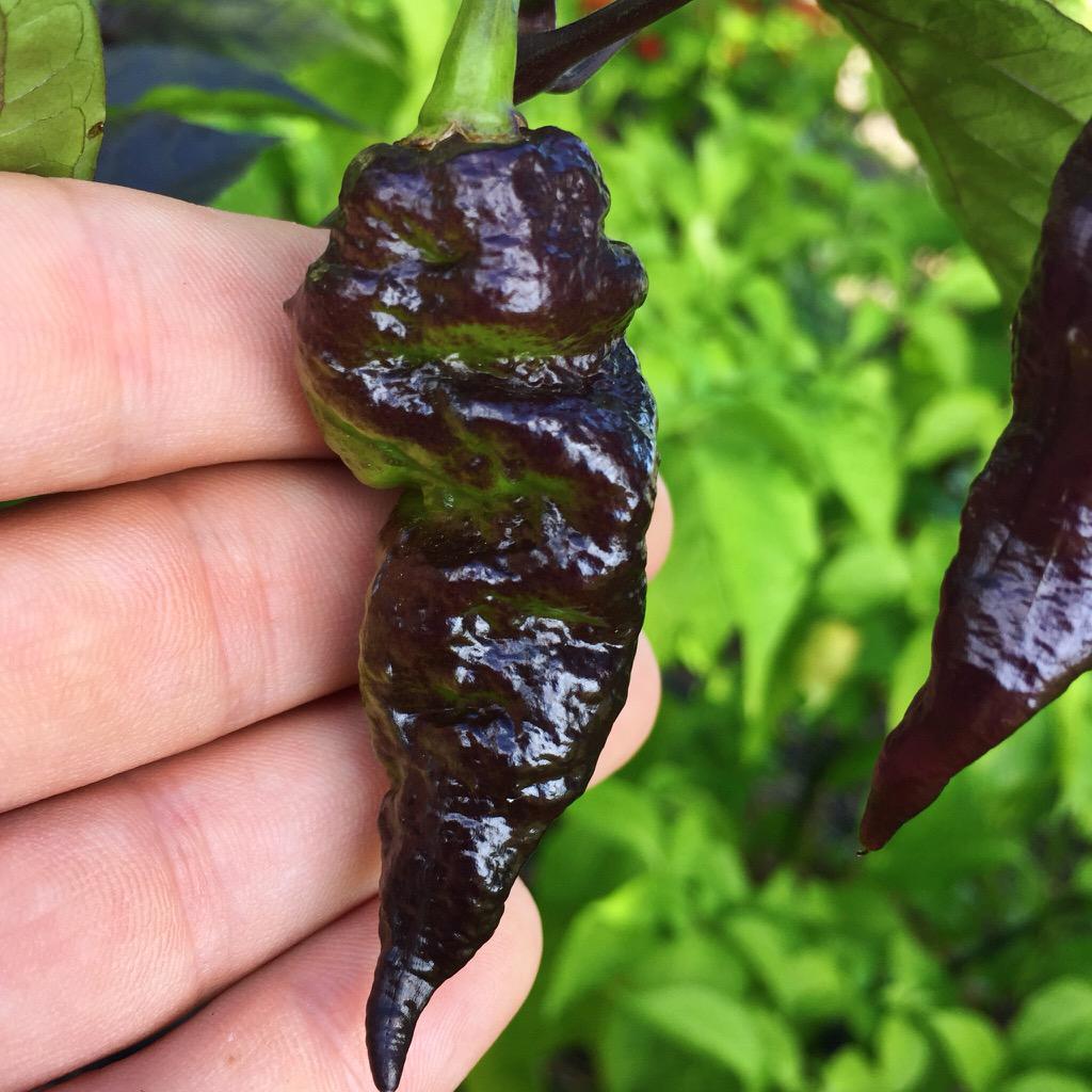 garyducket's tweet photo. black demon slug. #mutantpeppers http://t.co/bi0VRA86IZ