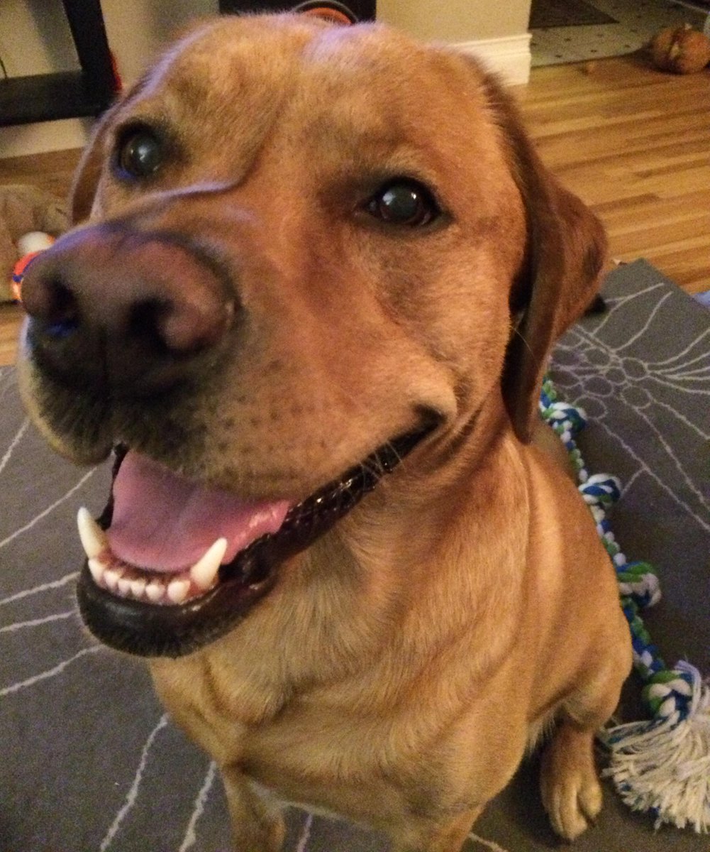 DudeRack's tweet photo. Grimmy, our #dogceo definitely has that #FridayFeeling !! http://t.co/we2i4jttYz #purpose http://t.co/snRZK5f4Hp