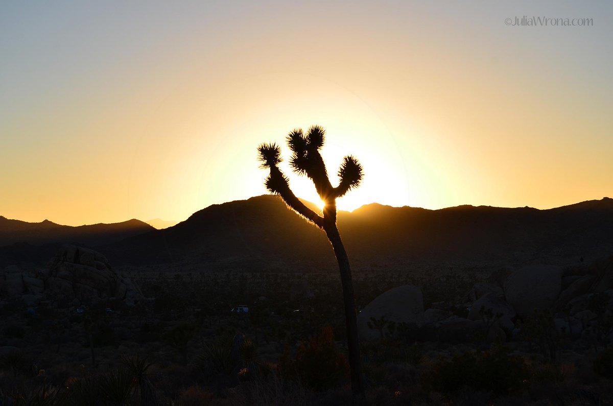 IntoOurElement's tweet image. #fbf To #camping in #JoshuaTree #NationalPark Blog post: intoourelement.com/camping-in-jos… #travel #nps