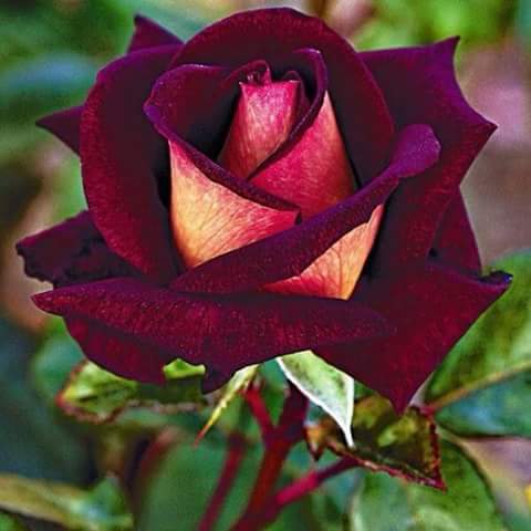   I want to wish Sharon Osbourne a beautiful woman in the world Happy Birthday 