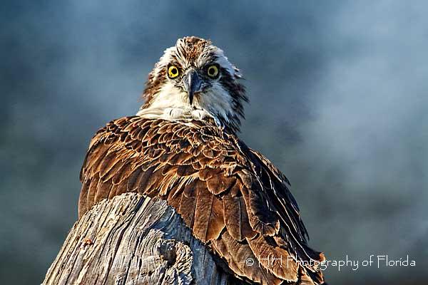 Who you looking at?  fineartamerica.com/featured/birds… @HHPhotography3 #osprey #birdofprey #raptor #pandionhaliaetus #homedecor