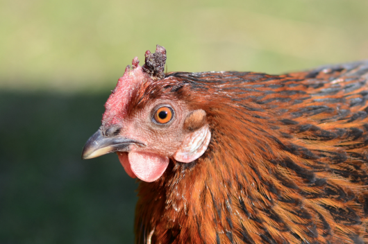 Real estate gone wild! <a href="/TheLitvakTeam/">The Litvak Team</a> tells <a href="/BrickU/">Brick Underground</a> about exceptions for unusual pets. brickunderground.com/blog/2015/10/s…