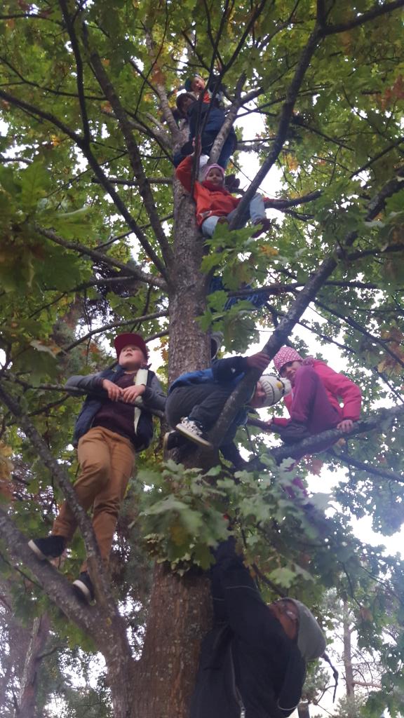 SeaScoutLV's tweet photo. Climbing on the oak is almost as tradition starting the meeting. http://t.co/8PbVUMV0Mc