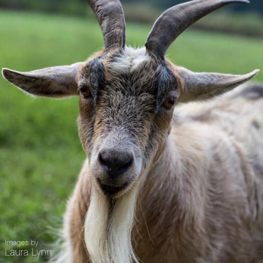 LauraLynnMusic's tweet photo. Oh look, I got @JamieHooverMusi goat! :) #LoadedGoat #Records #MusicLabel #Spongetones #GoatPic #GoatPhoto #Goats http://t.co/Zis3exR8se