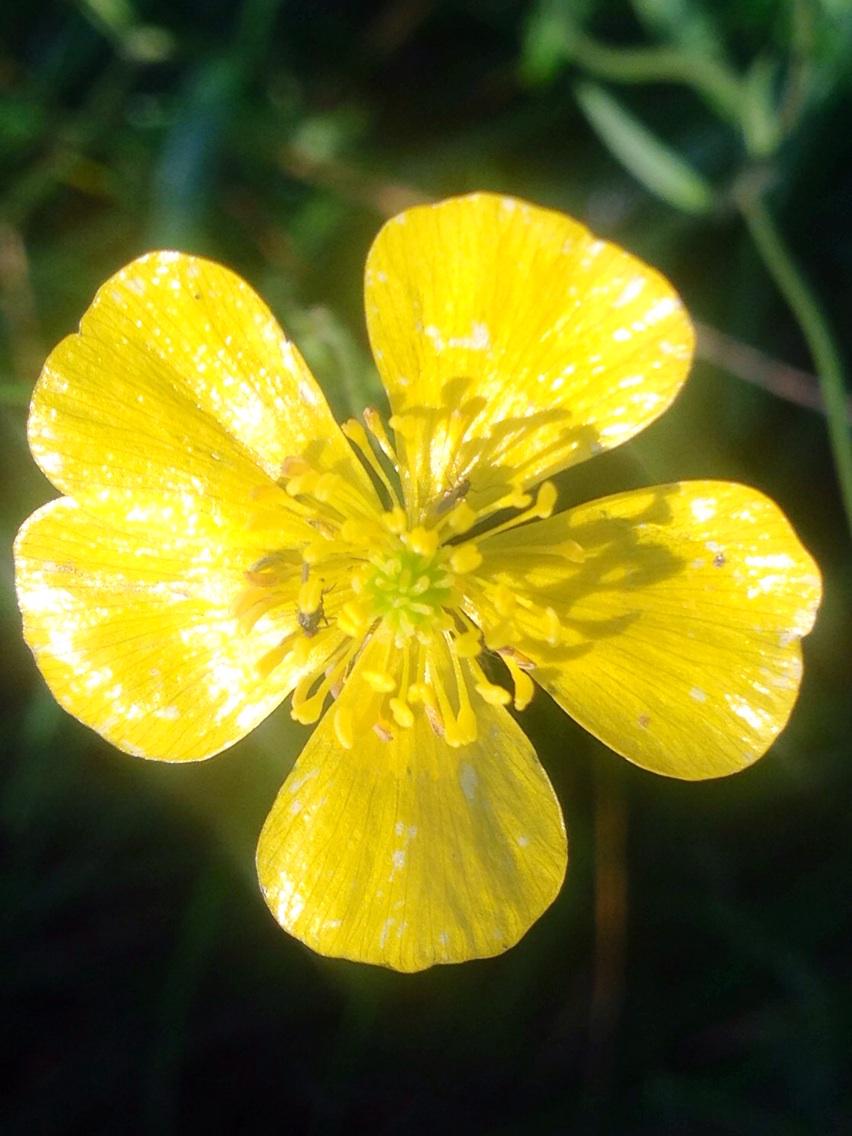 grannyapperley's tweet photo. Day 18. Beautiful butter cup peaking through the autumn grass today #100happydays http://t.co/T5Mtr0PWtd