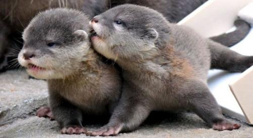 petsftw's tweet photo. Cute Otters http://t.co/bnJwGto0Xd