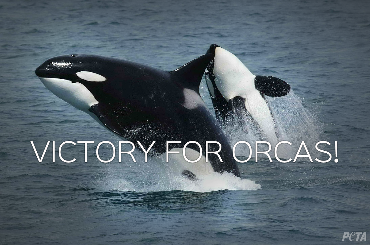 peta's tweet photo. VICTORY YESTERDAY! #SeaWorld can only have new tanks if they end breeding, ultimately ending captivity for CA orcas. http://t.co/XErGst6rLJ