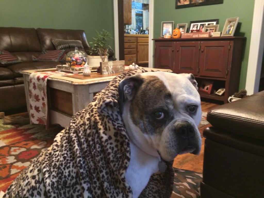 HcollinsJ's tweet photo. #CozyUpToFall #BulldogNation love my Lucy girl http://t.co/olGQSM4Xew