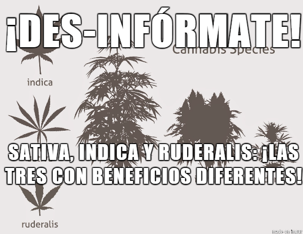JonhCar's tweet photo. #México desinfórmate y conoce sobre la Marihuana, cuyo nombre original en este continente fue: tabaco mexicano. http://t.co/PWn49FUe9d