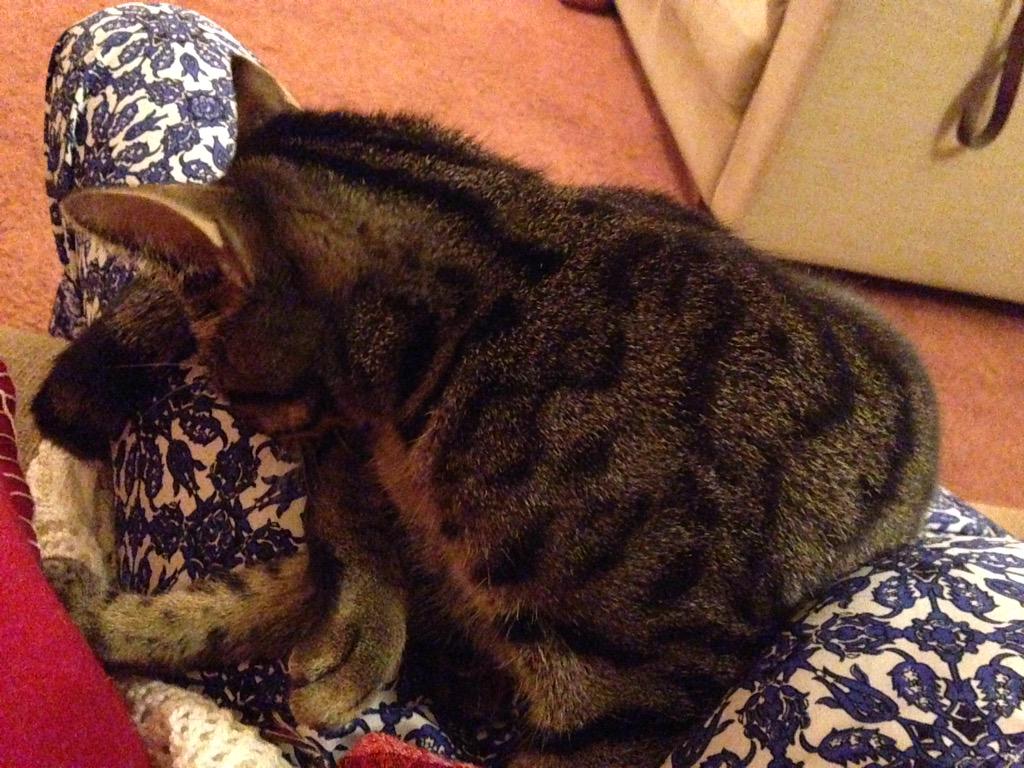 TillyCat9lives's tweet photo. Your lap, perfect place for a thorough groom! #lickpurrlick #catsoftwitter http://t.co/nWHeKrhZ4P
