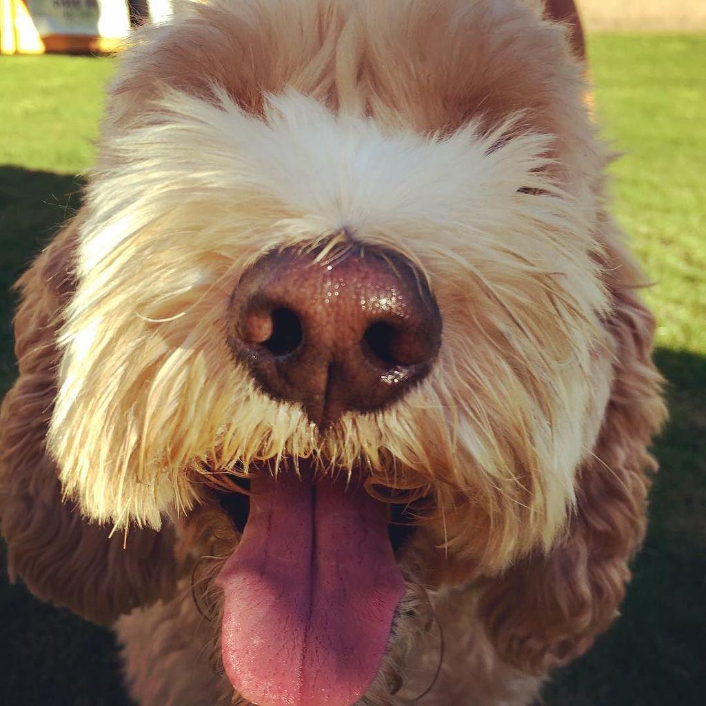psrenew's tweet photo. #ThatFaceThough - This is Zoe hanging out at #pershingsquare #DTLA for #LAIW2015 #ips15 - β¦ http://t.co/UfOhPplFo8 http://t.co/A0apJ1u5IC