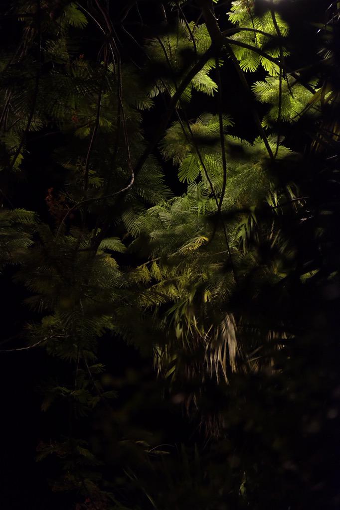 MartinDigital's tweet photo. When you walk, you see much more #Florida #keywest #palmtrees #darkness #splashoflight #fujixt1 #straightoutofcamera http://t.co/5I58LBpbNg