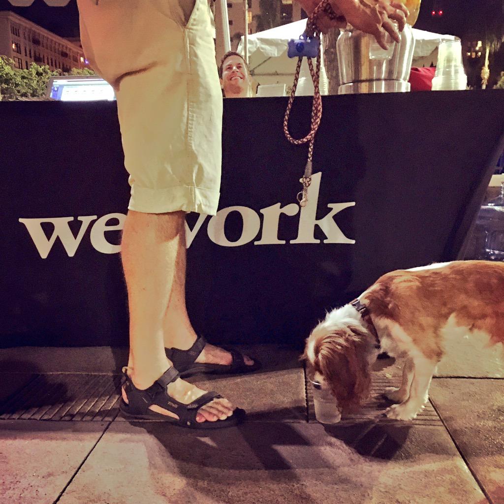 psrenew's tweet photo. This is #PAWfully cute! Spartacus takes a water break at @WeWork at @innovateinLA #ips15 at #PershingSquare http://t.co/AYwoJECEPy