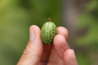 BotanicalSeeds's tweet photo. These are #mousemelons. tiny little cucumbers that look like miniature watermelons. http://t.co/ulRzHgN8kZ http://t.co/uSHYcOgjgd