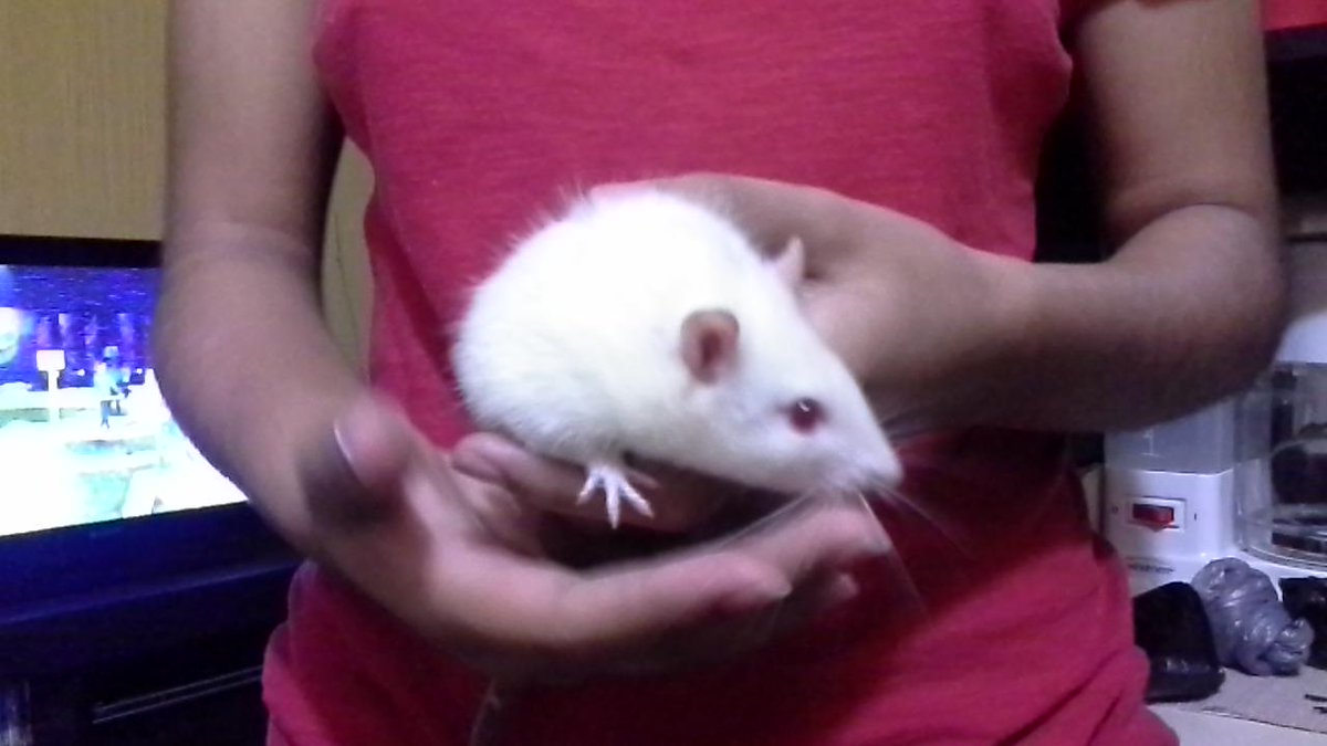 Michelle_Serran's tweet photo. Hasta pronto Splinter fuiste una excelente ratita de mascota :( http://t.co/jqb7CJpP0M