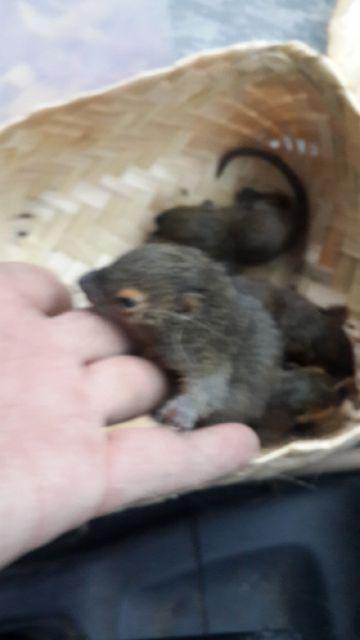addarisi's tweet photo. Ready Tupai Kelapa Baby ,Lokasi bandung harga 150rb/e ,minat 28072E93 @zonasubang @infojatinangor http://t.co/bIWUmpFRs6