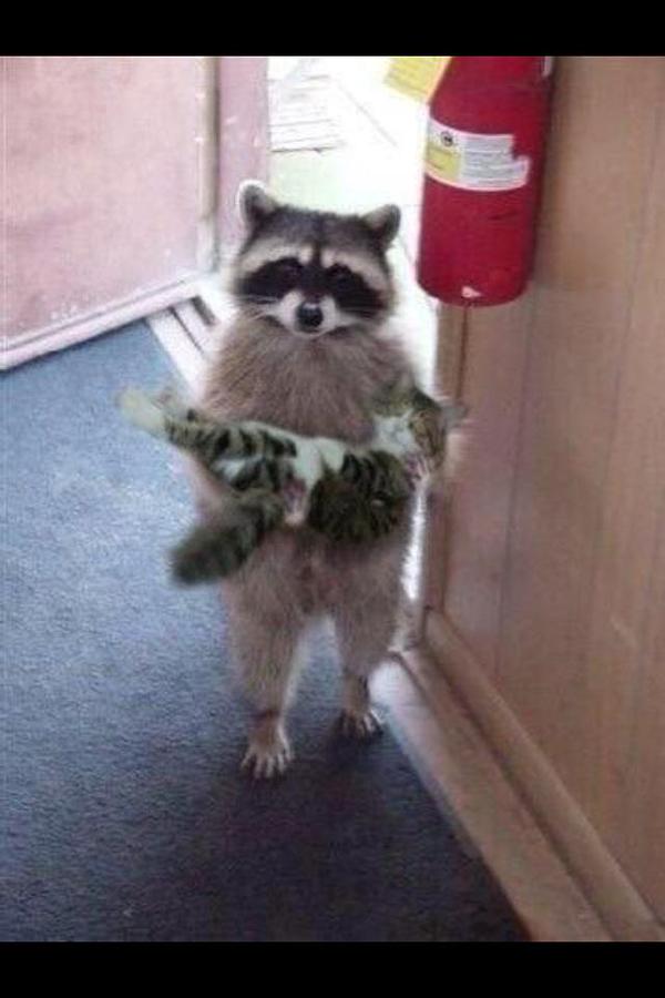 SoCuteKittens's tweet photo. "You uh left this little guy outside" .-. http://t.co/eoG1XwuJ5M