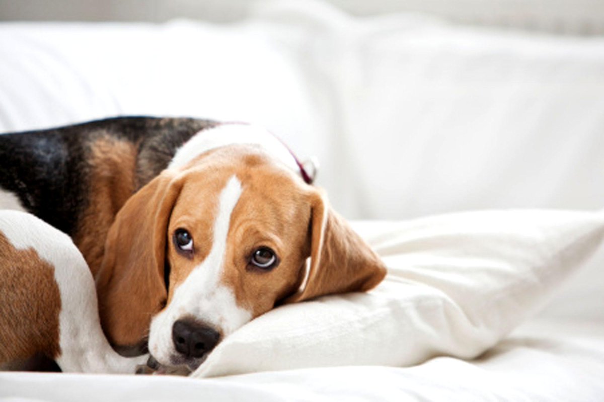 petzsupply's tweet photo. According to report some #pets_have_mental_illness problem
http://t.co/7t921aYAQg http://t.co/YNFIDDukkS
