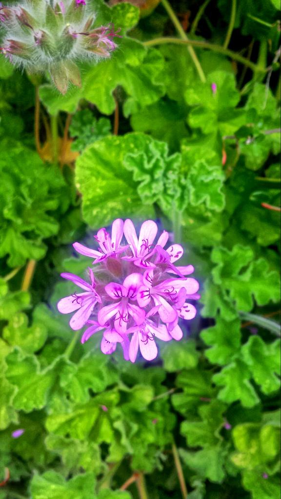 Ronnie T tweet media