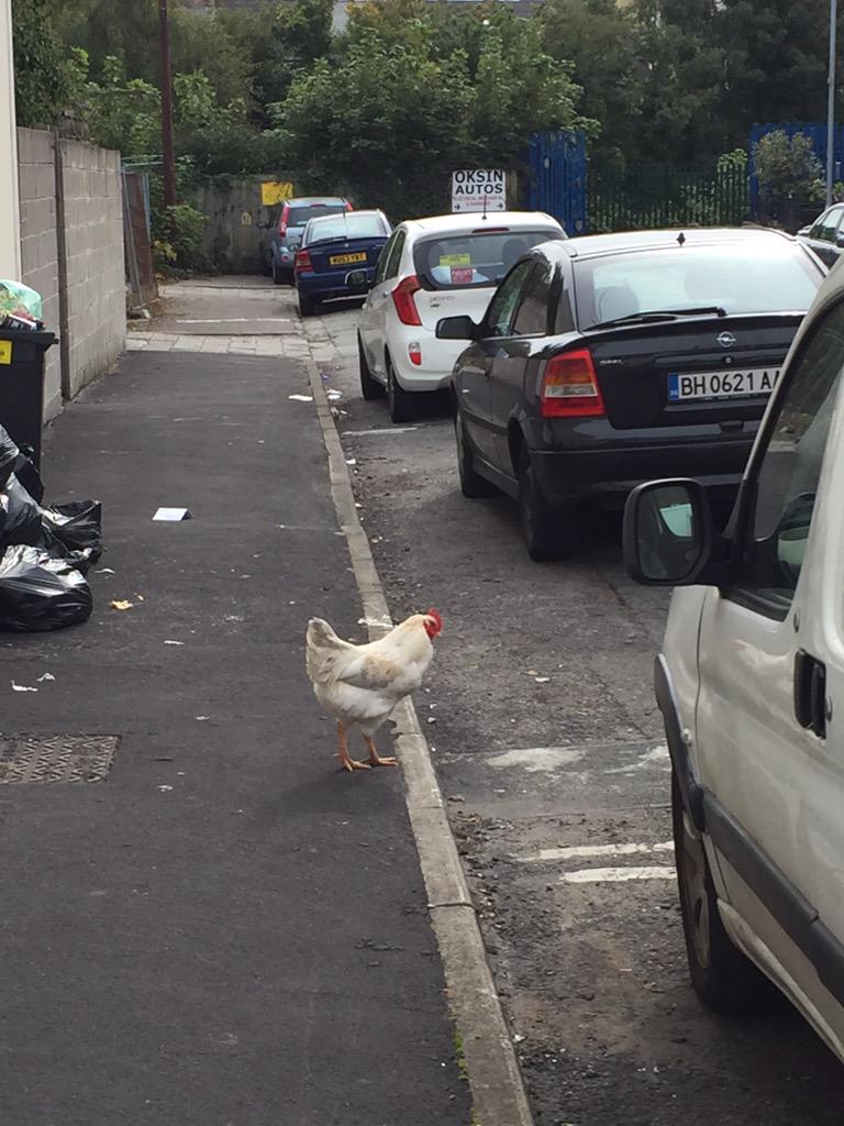 DamianClark tweet media