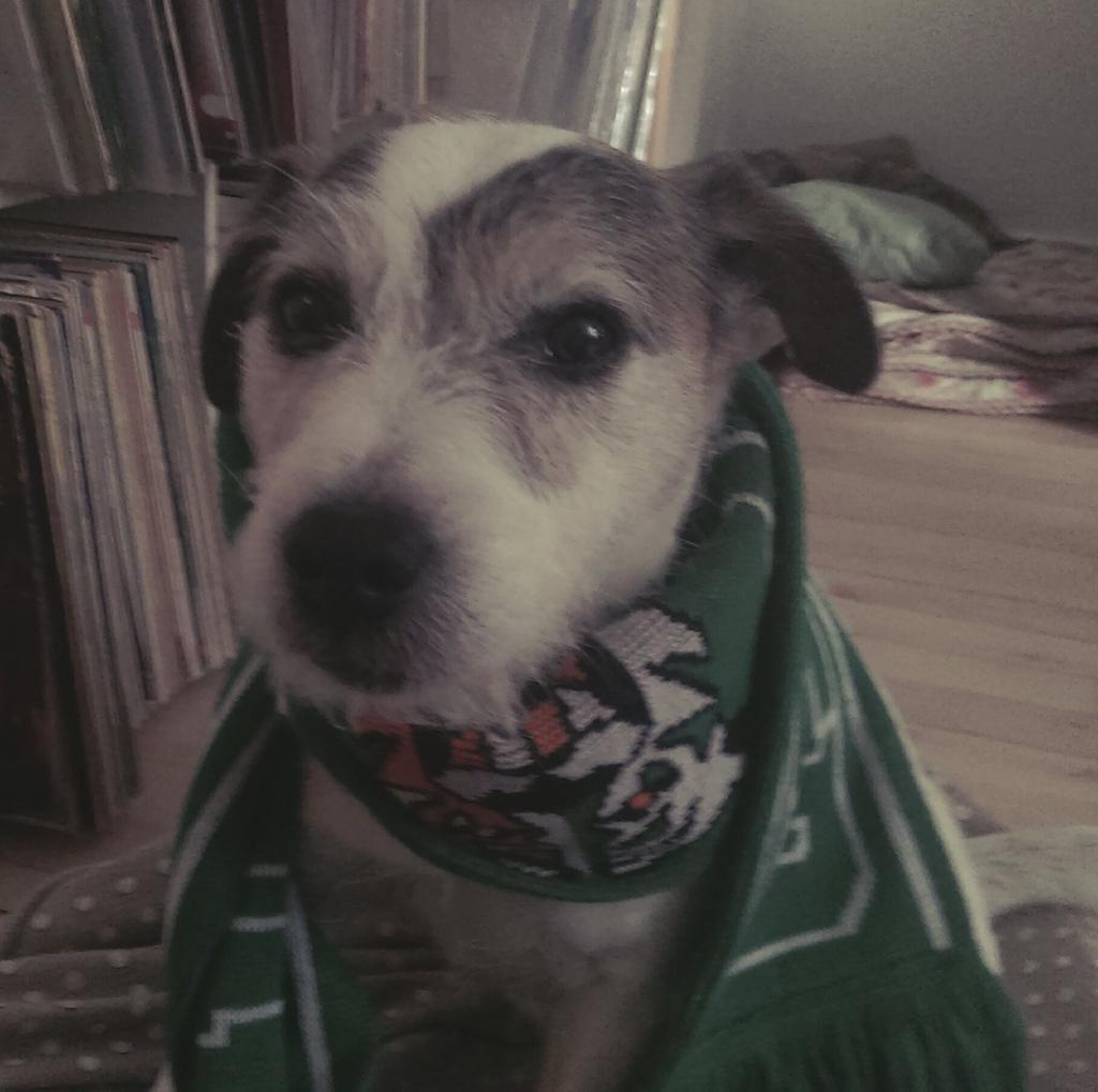plakrobotten's tweet photo. @TPoFFaST Jensen forventer sejr og flot spil!!! #jensenpowerdog04 http://t.co/SX3BK3cihz
