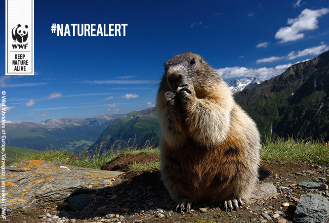 8 out of 10 citizens think #biodiversityloss is a serious issue - #Eurobarometer #NatureAlert wwf.eu/keepnaturealive