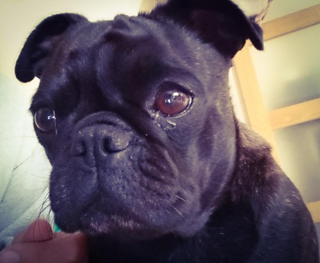 ThepugnatedOne's tweet photo. Off to the vet this morning because I have hurt my leg #3leggeddog http://t.co/25RAK2ksOr