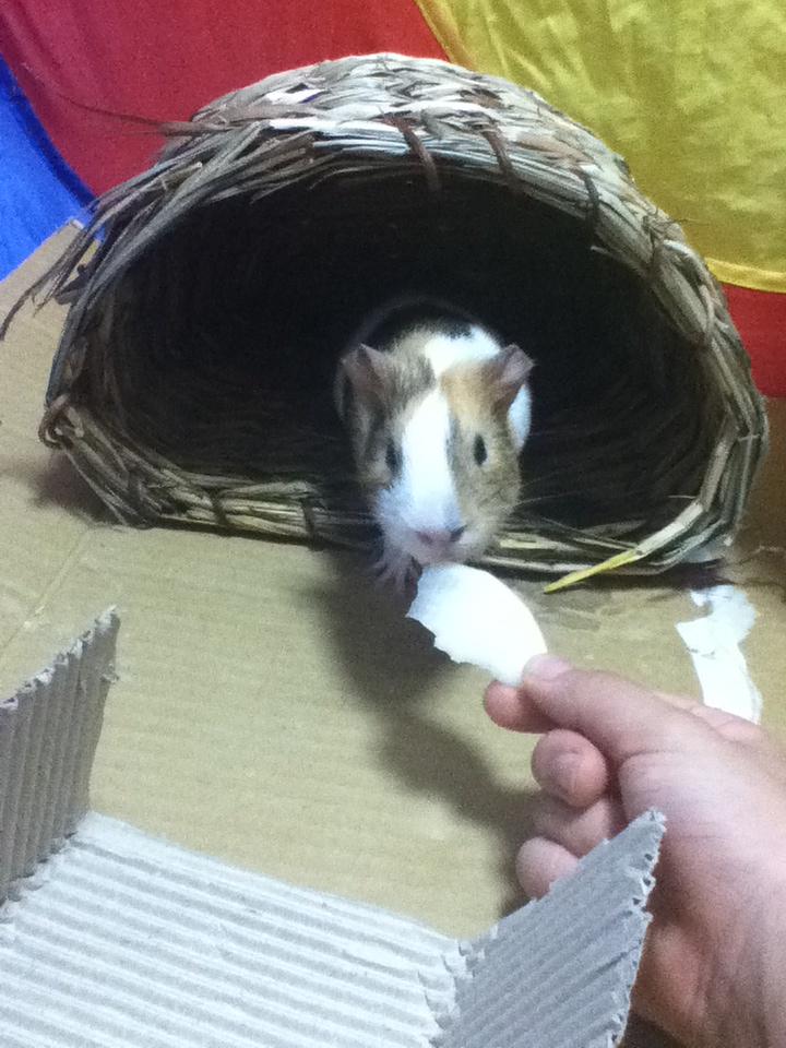 1031_ako's tweet photo. もるちゃん♡ http://t.co/NBW9pTssQr