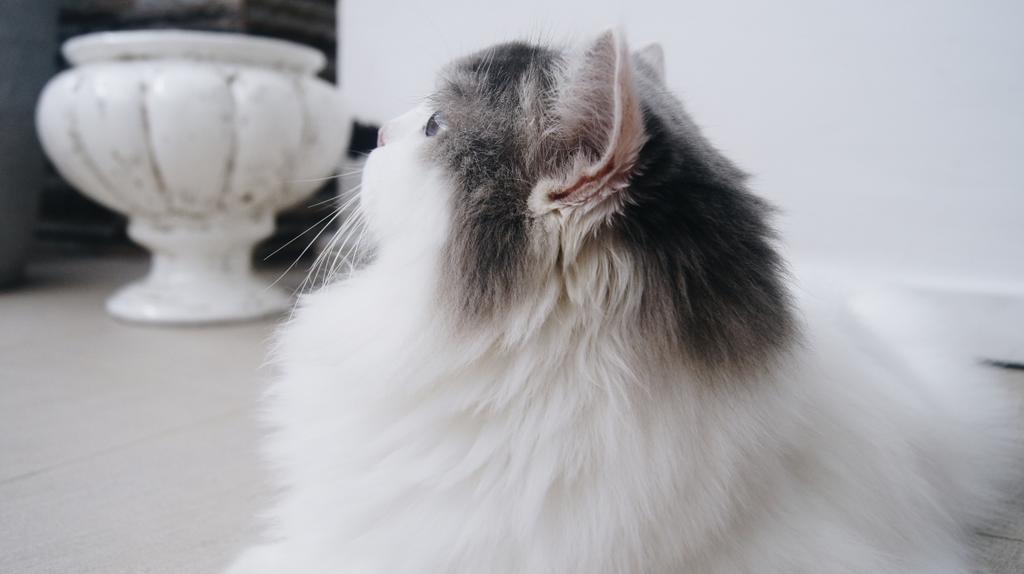 CasperScottie's tweet photo. Chill out day.

#scottieandcasper #casper #cats #catsoftwitter #raggamuffin http://t.co/WumwOjcLGD