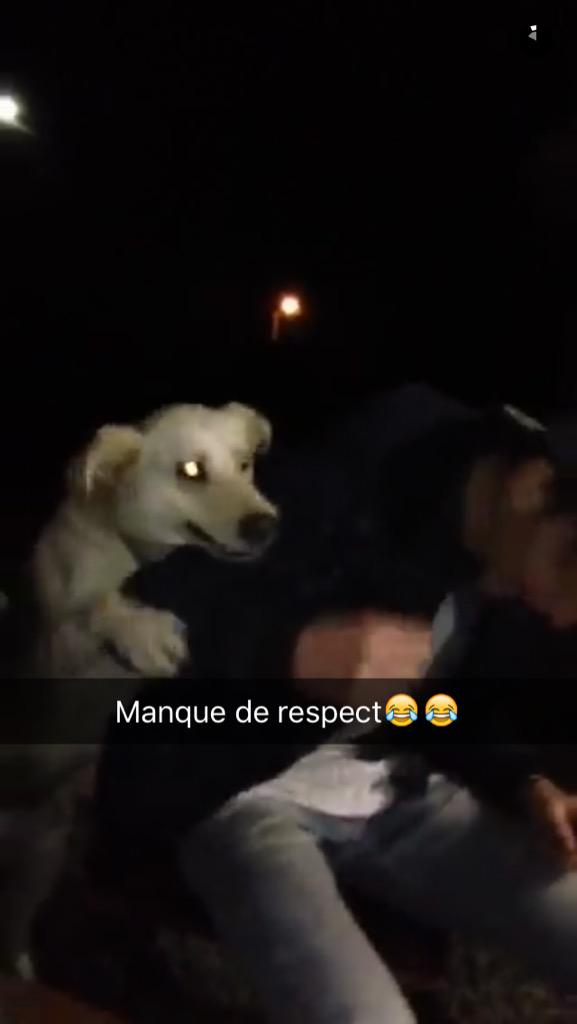 BricePernel's tweet photo. Je tiens à souligné qu'hier soir mon chien a quand même essayé de baiser Antoine.. 😂😂😂 #fuckrespect #zoophillia http://t.co/LCs4aXsFMP