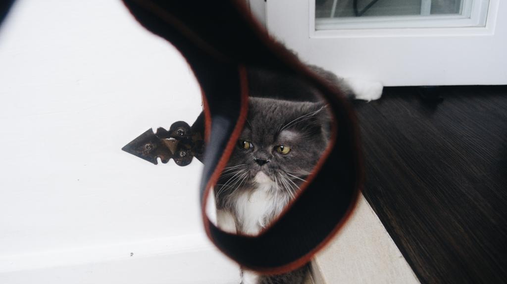 CasperScottie's tweet photo. Good morning!
#scottieandcasper #scottie #catsoftwitter #catsofinstagram #cats #raggamuffin #vsco #catsfeature http://t.co/YOALJcoeRS