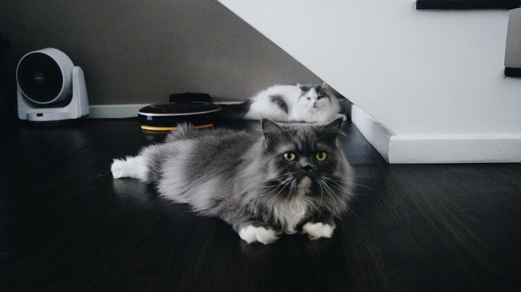 CasperScottie's tweet photo. Brothers.
#scottieandcasper #catsoftwitter #catsofinstagram #cats #raggamuffin #vsco #catsfeature http://t.co/qUfob4Ddlb