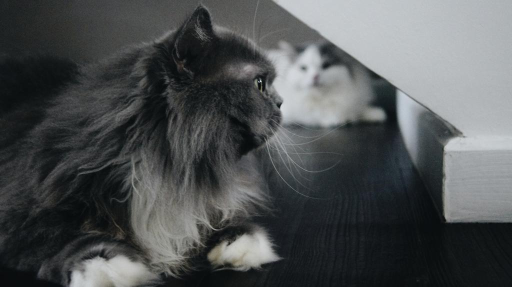 CasperScottie's tweet photo. Brothers.
#scottieandcasper #catsoftwitter #catsofinstagram #cats #raggamuffin #vsco #catsfeature http://t.co/qUfob4Ddlb