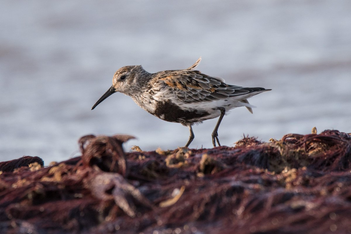 A small selection of waders, 29.9.15 #rspb #titchwellmarsh @Natures_Voice @BBCSpringwatch #autumnwatch