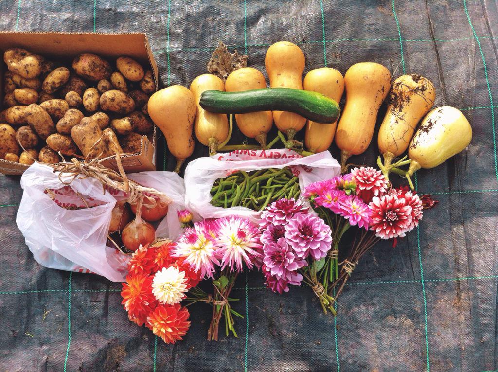 Not a bad haul for an October morn! #GYO #allotment