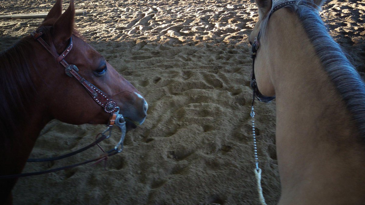 WhataTuffShame's tweet photo. #Besties #freestylereining practice #reining #qhcongress15 @OQHA http://t.co/a65RWRIGjb