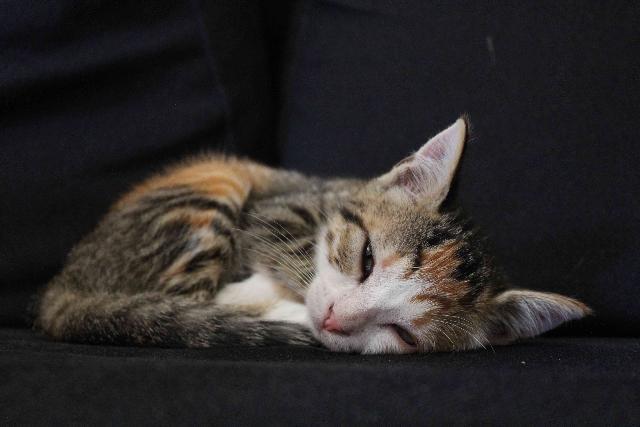 Perdu Chat Roux Gris Blanc Nommé Kaïa Belley Alerte