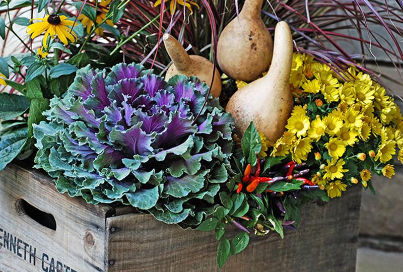 Visit <a href="/CentroGarden/">Centro Garden</a>'s #FarmersMarket on #Thanksgiving Sunday in <a href="/DTBurlingtonON/">Downtown Burlington</a>: centrogarden.com/farmers-market #BurlON