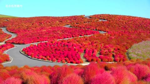 DaturaNews's tweet photo. 海外「俺の国じゃありえない…」　日本の『世界一美しい』紅葉が外国人を魅了 - http://t.co/CSpVGqlZol http://t.co/nhlDE4RRlU