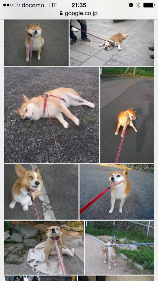 散歩いきたくない あるワンちゃんの歩行拒否の顔がすごいと話題に Togetter