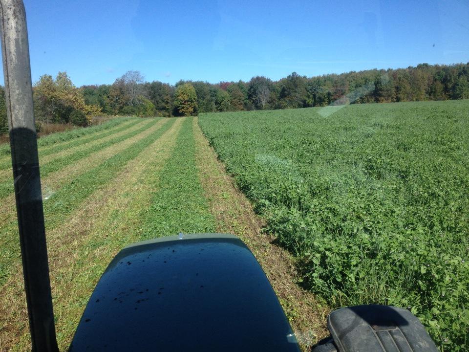 #BeefCowsLoveCover crops