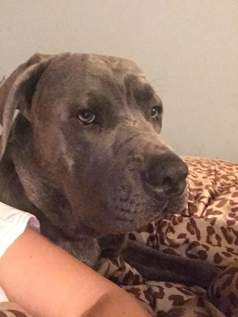 Gigi_Boxer's tweet image. My brother, Gio! #canecorso