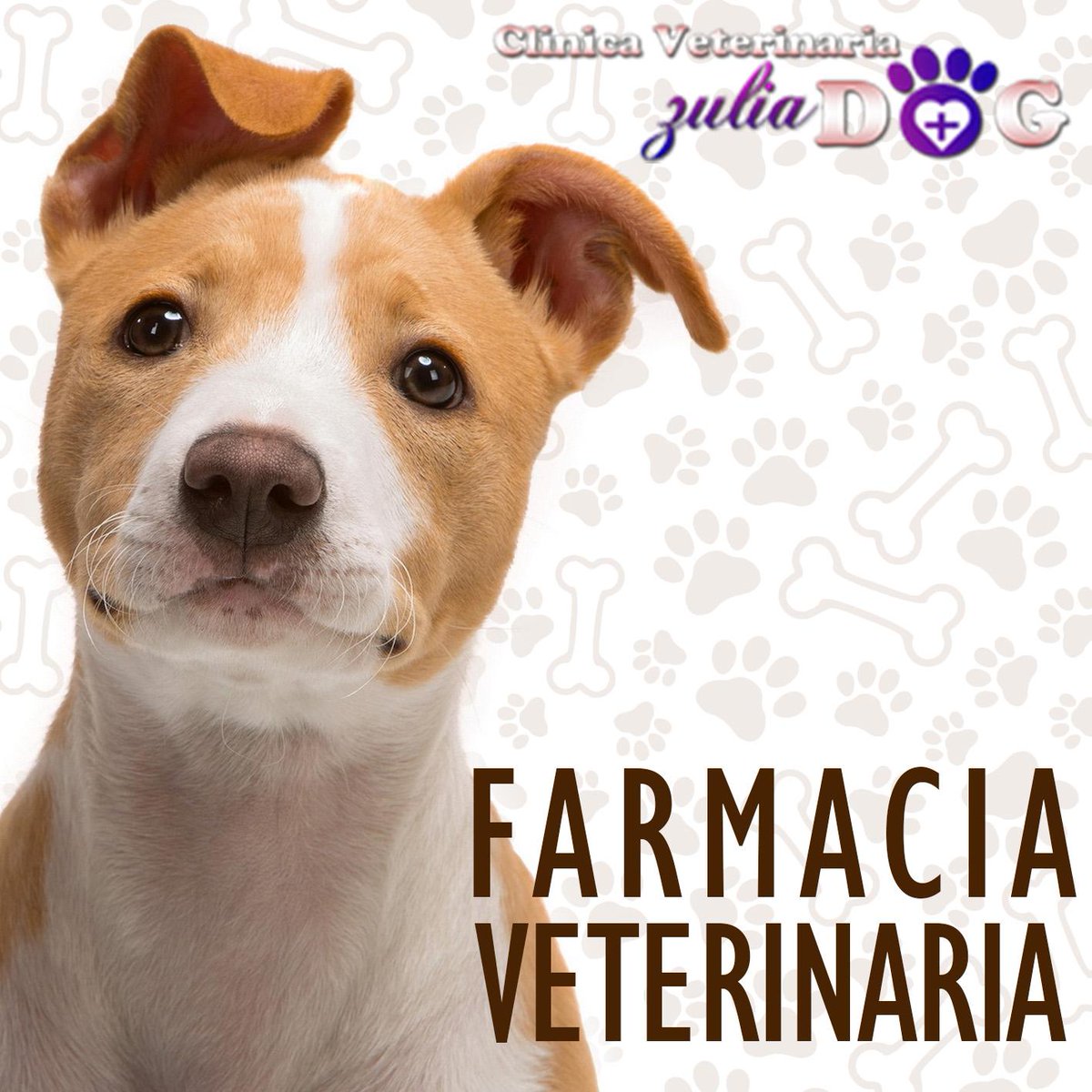 ZuliaDog's tweet image. Contamos con un gran número de medicamentos a disposición de los propietarios para el tratamiento de sus mascotas.