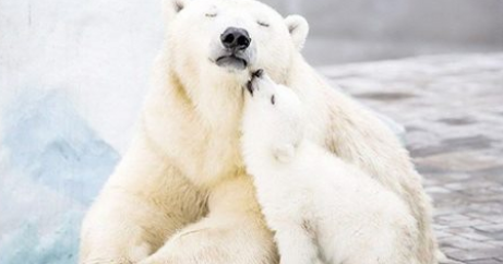 GreenpeaceCL's tweet photo. #facebookdown? No importa! Lee la MEJOR NOTICIA DE HOY: http://t.co/fLBnGnpnbS #ShellSeVaDelArtico ✌ 🎉 http://t.co/oUkAWqOwC6